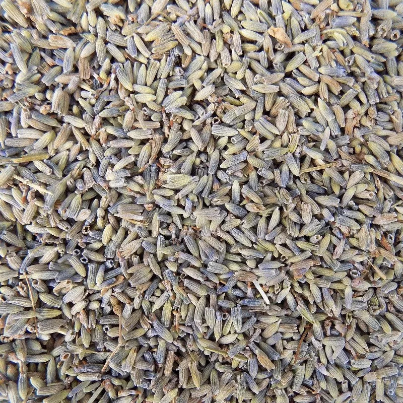 Echte Lavendel Thee Bloesem (Lavandula)