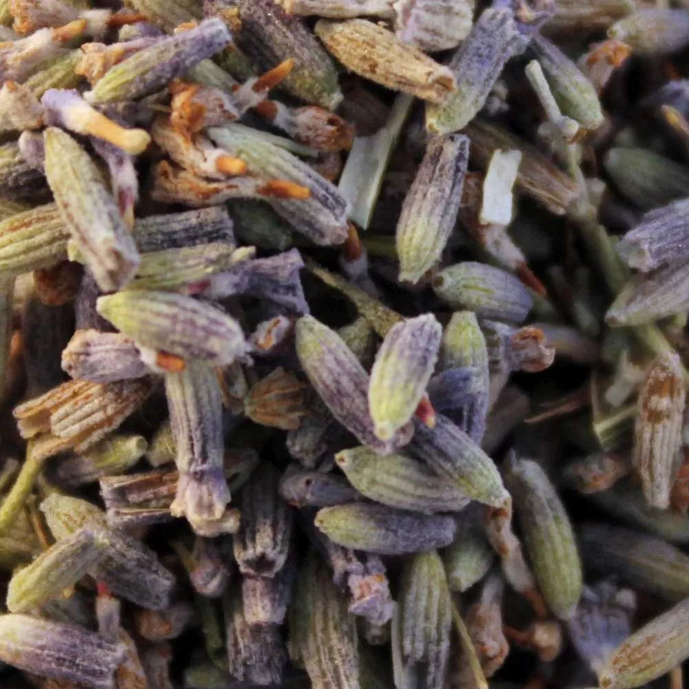 Echte Lavendel Thee Bloesem (Lavandula)